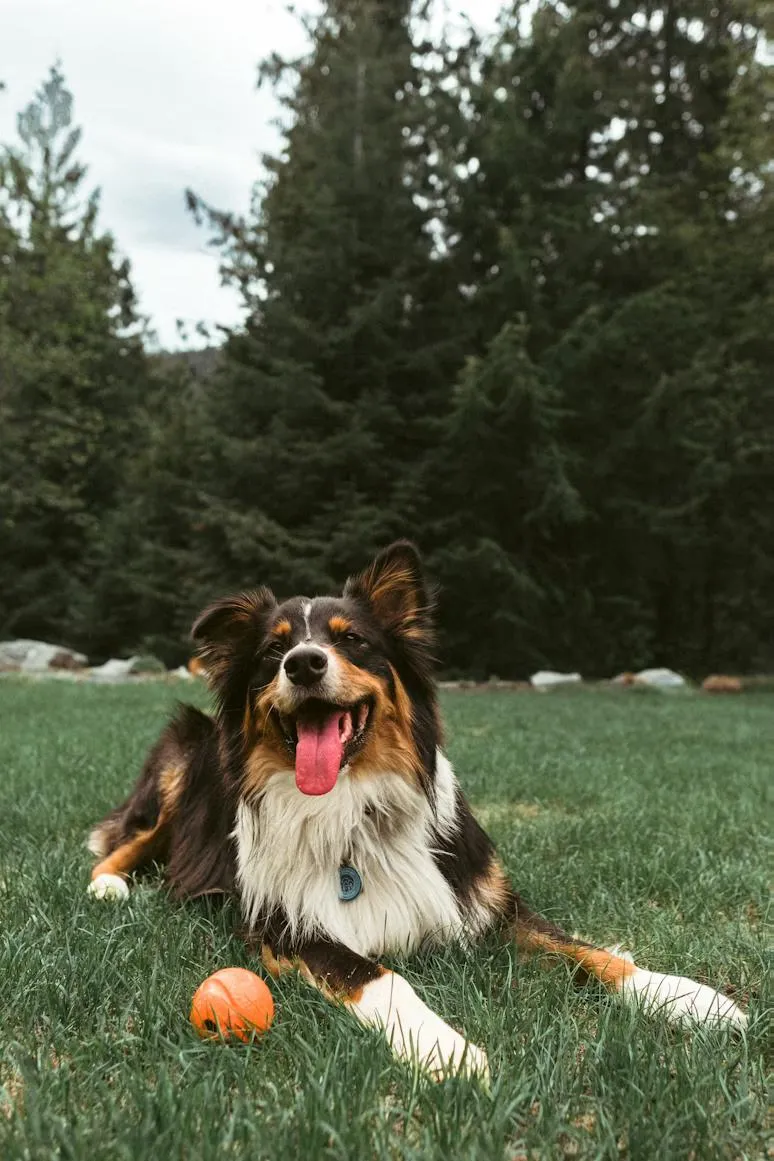 Pet-friendly stay